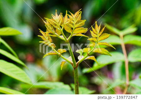 ウコギ科タラノキの新芽 139772847
