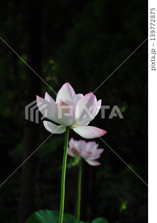 暗背景に咲く美しい蓮の花 縦構図 コピースペース 暗背景に咲く美しい蓮の花 縦構図 コピースペース 139772875