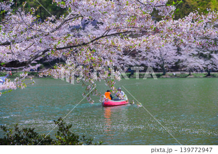 【臥竜公園】葉桜と竜ヶ池【須坂市】 139772947
