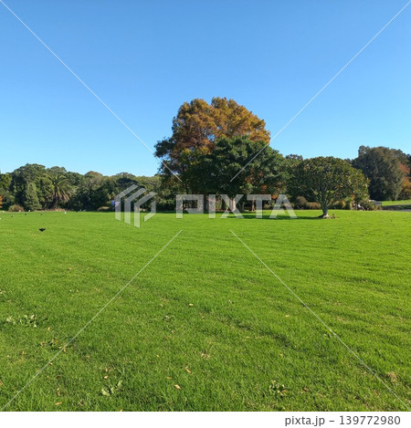 Auckland・onepoto domain 139772980
