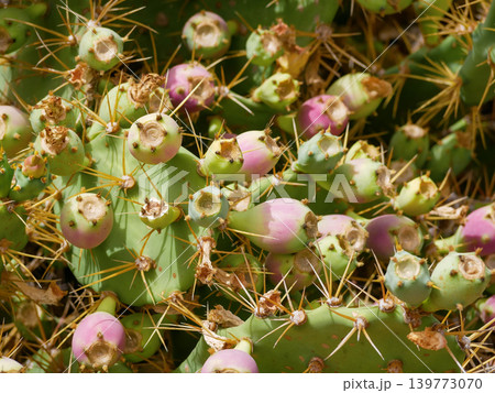 Prickly Pear Cactus Texture Background with Colorful Exotic Fruits in Tropical Sunlight 139773070