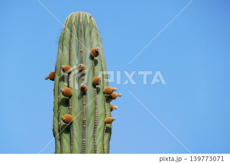Tall Cactus Against Blue Sky Minimal Desert Background 139773071