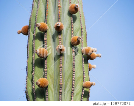 Tall Cactus Against Blue Sky Minimal Desert Background Tall Cactus Against Blue Sky Minimal Desert Background 139773072
