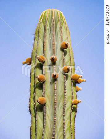 Tall Cactus Against Blue Sky Minimal Desert Background Tall Cactus Against Blue Sky Minimal Desert Background 139773073