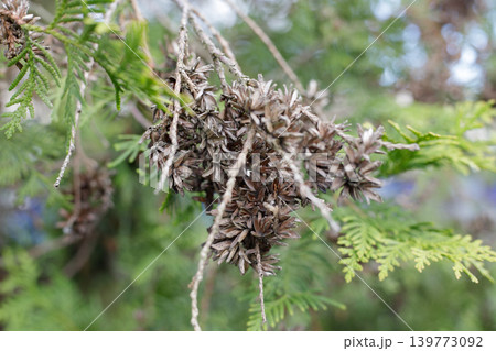 Dry brown cedar seed cones hanging on open branches close up, evergreen arborvitae shrub details in botanical park outdoor Dry brown cedar seed cones hanging on open branches close up, evergreen arborvitae shrub details in botanical park outdoor 139773092