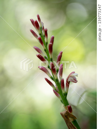 花茗荷の花 花茗荷の花 139773147