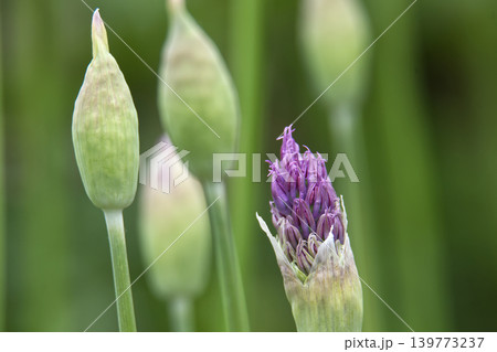 Close-up of a single purple allium flower bud beginning to bloom against a soft green background 139773237