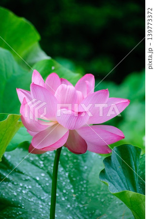 雨上がりの水滴がついたハスの葉と鮮やかなピンクの蓮の花 139773372