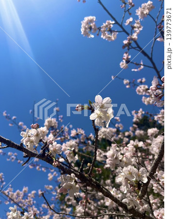 陽光を浴びる桜 陽光を浴びる桜 139773671