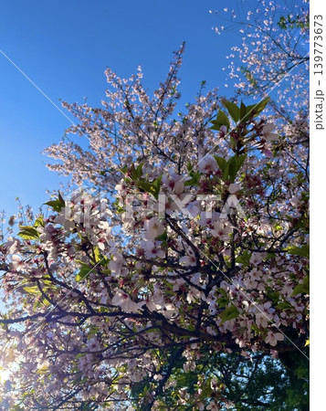 青空と葉桜 青空と葉桜 139773673