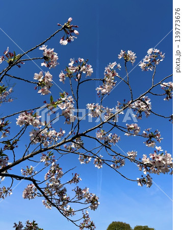 桜と春の空 桜と春の空 139773676