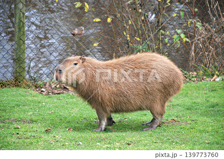 Single Capybara Standing on a Green Grass Field Outdoors Near a Water Fence 139773760
