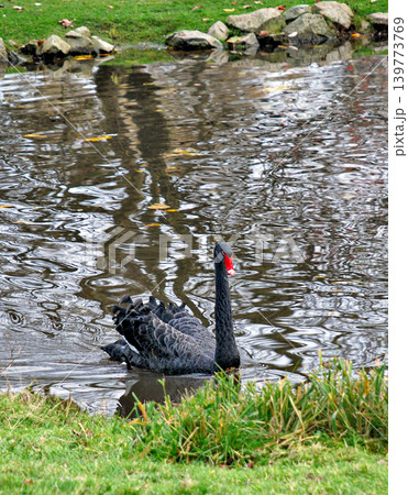 Single Black Swan Swimming on a Rippled Pond Outdoors Near a Grassy Shore Single Black Swan Swimming on a Rippled Pond Outdoors Near a Grassy Shore 139773769