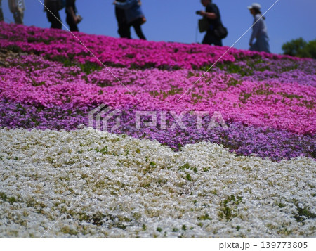 茶臼山 芝桜の丘 茶臼山 芝桜の丘 139773805