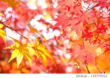 黄色の紅葉のイメージ素材 黄色の紅葉のイメージ素材 139774012