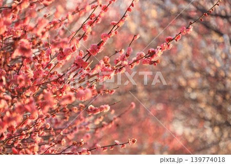 大室公園 白梅 紅梅 大室公園 白梅 紅梅 139774018