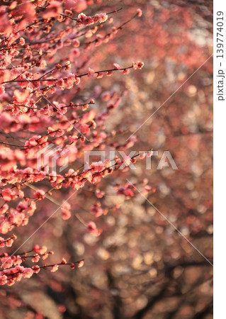 大室公園 白梅 紅梅 大室公園 白梅 紅梅 139774019