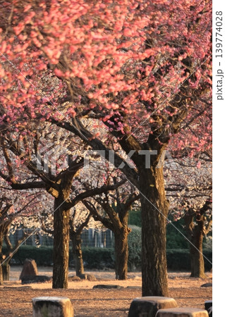 大室公園 白梅 紅梅 大室公園 白梅 紅梅 139774028