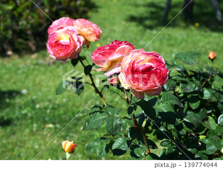 バラの花 バラの花 139774044