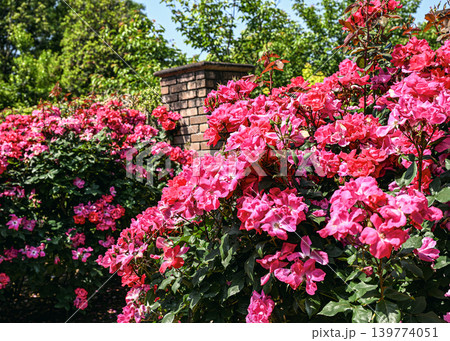 バラの花 バラの花 139774051