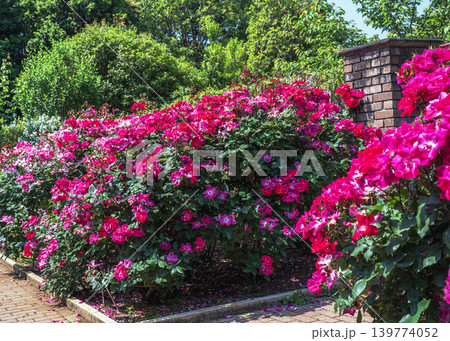 バラの花 バラの花 139774052