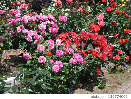 バラの花 バラの花 139774061