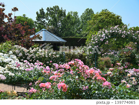 バラの花 バラの花 139774065