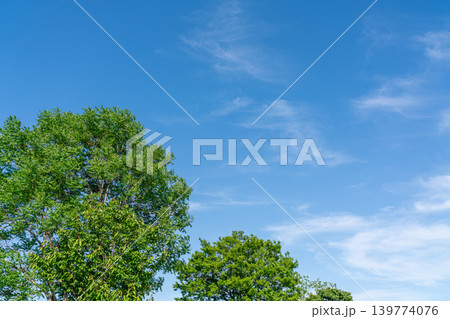 春の青空と新緑のある風景（5月） 139774076