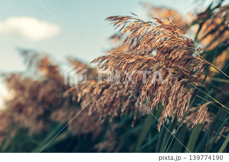 Reeds near the lake blowing in the wind at golden sunset light. 139774190