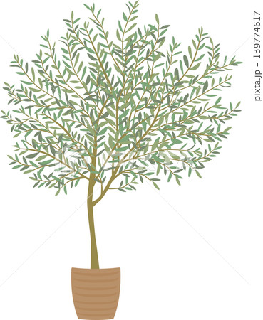 観葉植物 139774617