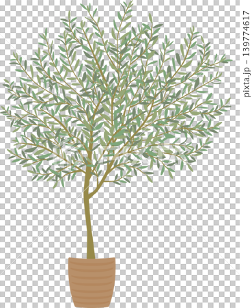 観葉植物 139774617