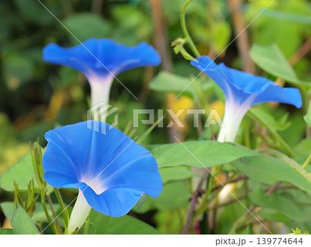 アサガオ（ヘブンリーブルー）の花の生態写真 139774644