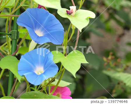 アサガオ(ヘブンリーブルー)の花の生態写真 アサガオ(ヘブンリーブルー)の花の生態写真 139774646