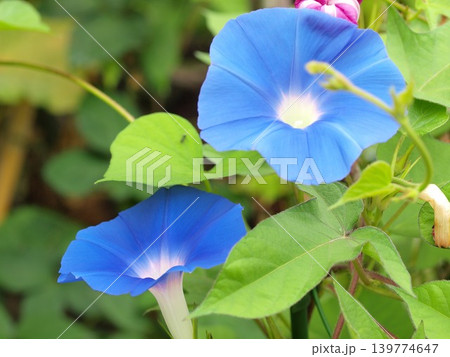 アサガオ(ヘブンリーブルー)の花の生態写真 アサガオ(ヘブンリーブルー)の花の生態写真 139774647