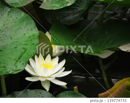 白い睡蓮の花 139774735