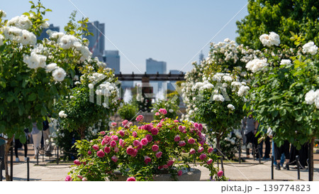 山下公園のバラ 山下公園のバラ 139774823