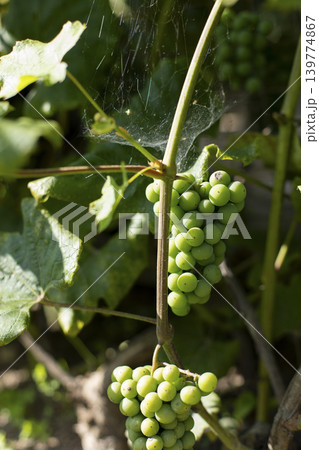 Ripening green grapes of the Isabella variety. Outdoor grape clusters on a sunny day. A web hangs on the vine. Selective focusing, close-up. Ripening green grapes of the Isabella variety. Outdoor grape clusters on a sunny day. A web hangs on the vine. Selective focusing, close-up. 139774867