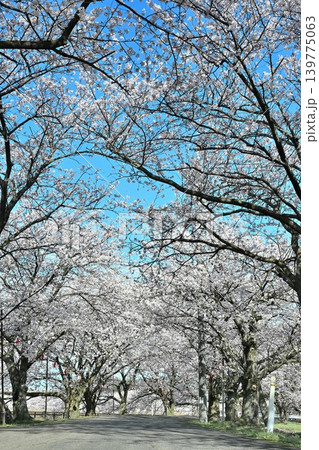 春のすご堀の桜並木（新潟県新潟市江南区） 139775063