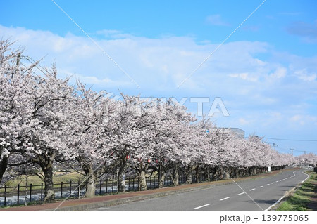 春のすご堀の桜並木(新潟県新潟市江南区) 春のすご堀の桜並木(新潟県新潟市江南区) 139775065