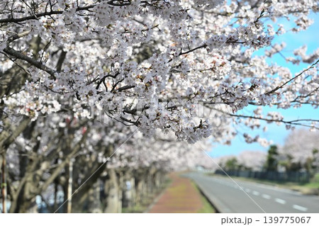 春のすご堀の桜並木(新潟県新潟市江南区) 春のすご堀の桜並木(新潟県新潟市江南区) 139775067