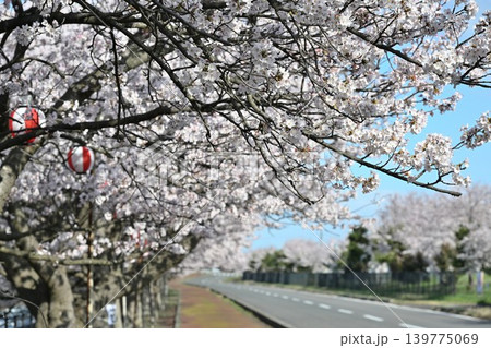 春のすご堀の桜並木(新潟県新潟市江南区) 春のすご堀の桜並木(新潟県新潟市江南区) 139775069
