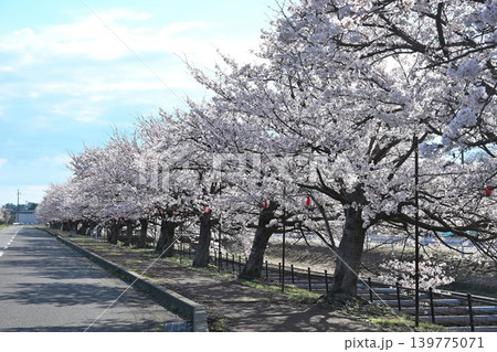 春のすご堀の桜並木(新潟県新潟市江南区) 春のすご堀の桜並木(新潟県新潟市江南区) 139775071