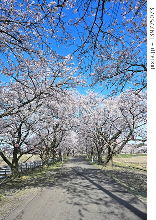 春のすご堀の桜並木(新潟県新潟市江南区) 春のすご堀の桜並木(新潟県新潟市江南区) 139775073