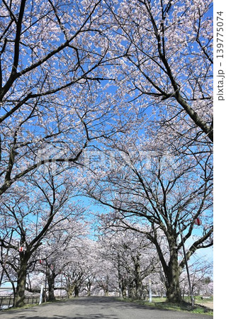 春のすご堀の桜並木（新潟県新潟市江南区） 139775074