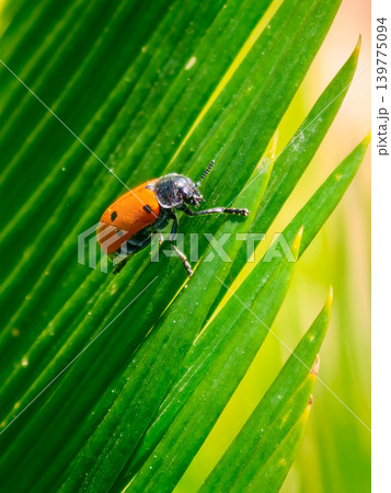 Ladybug beetle crawling on green plant leaf 139775094