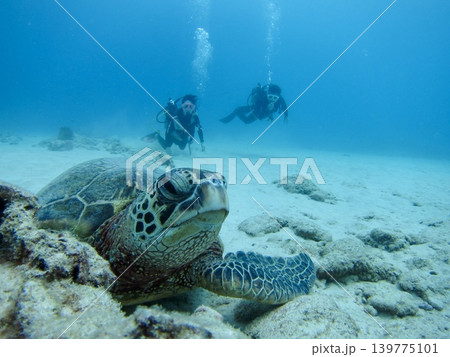 ハワイの海底で休むウミガメとダイバー 水中風景|観光PR・ダイビング記事・リゾート広告・旅行広告 ハワイの海底で休むウミガメとダイバー 水中風景|観光PR・ダイビング記事・リゾート広告・旅行広告 139775101