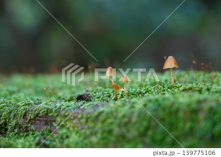 苔むした木の表面に生える小さなキノコを柔らかな光で捉えた一枚 苔むした木の表面に生える小さなキノコを柔らかな光で捉えた一枚 139775106