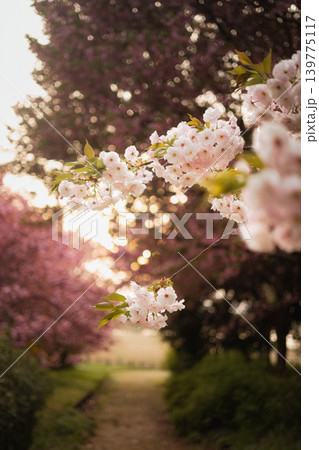 夕暮れ時の柔らかな日差しに包まれた満開の八重桜が咲く小道 夕暮れ時の柔らかな日差しに包まれた満開の八重桜が咲く小道 139775117
