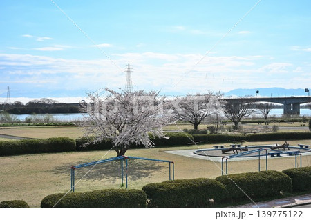 阿賀野川河川敷公園の桜(新潟県新潟市東区) 阿賀野川河川敷公園の桜(新潟県新潟市東区) 139775122