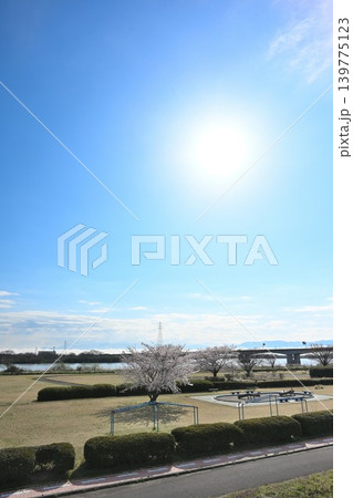 阿賀野川河川敷公園の桜(新潟県新潟市東区) 阿賀野川河川敷公園の桜(新潟県新潟市東区) 139775123
